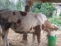 วัวตัวเมีย, Simmental cattle — รูปภาพ 1