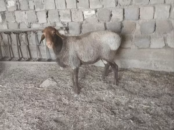 Ovce (šarže, pohlaví neuvedeno), Hissar sheep