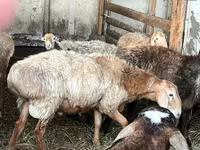 Vædder, Arashan sheep — foto 1