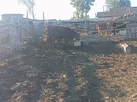Lembu betina, Cattle — foto 1