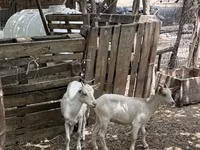 Koza, Saanen goat — fotografija 3