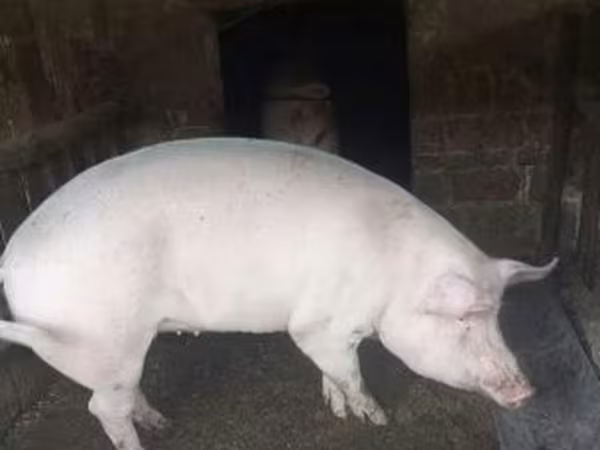 Sow,  — Hungary