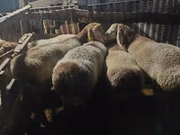Pecora, Pecore — foto 1