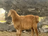 كبش, Arashan sheep — الصورة 5