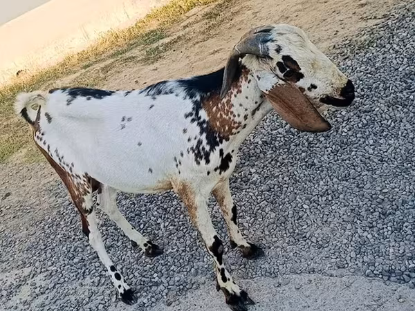 Caprone, Nubian Goat