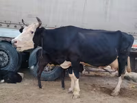 Krava, Russian Black pied cattle — foto 3
