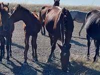 Yegua, Arabian horse — foto 1