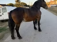 Stute, Hungarian horse breed — Foto 1