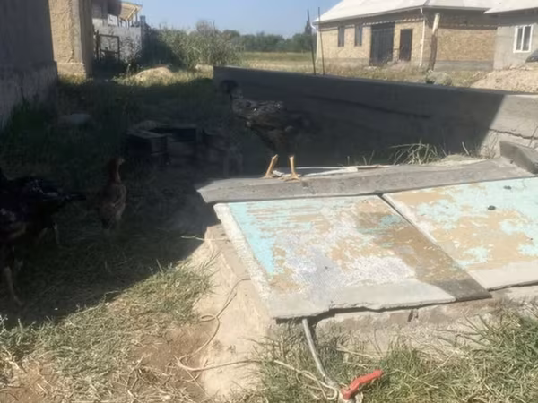 Chickens