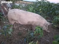 สุกร (เป็นล็อต, ไม่ระบุเพศ), หมู — รูปภาพ 2