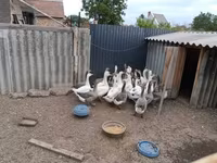 Geese — акс 2