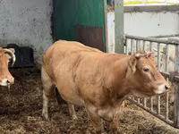 Vaca, Vaca Limousine — foto 2