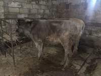 گاو و گوساله (گروه، جنسیت مشخص نشده), گاو — عکس 2