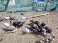 Chickens — foto 7