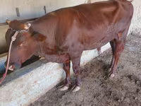 گاو نر, گاو — عکس 3