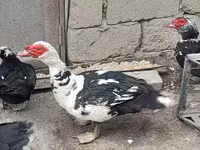 Ducks — फ़ोटो 6
