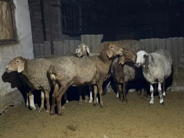 Ոչխար, Arashan sheep