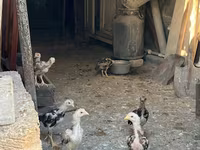Chickens — foto 2