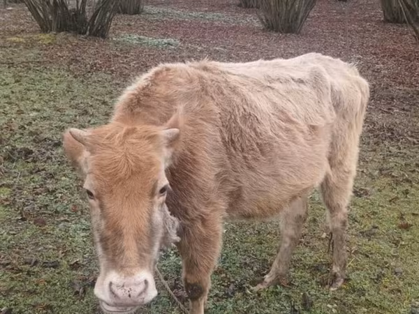 ወንድ በሬ, Cattle