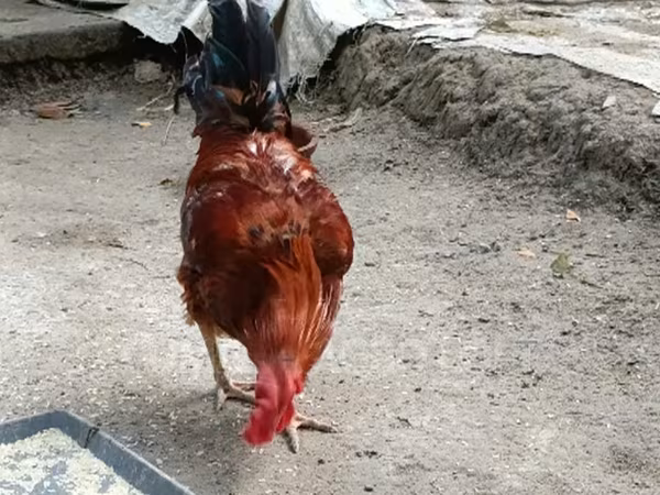 Chickens — Bangladesh