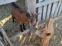 Kambing jantan, Goats — foto 3