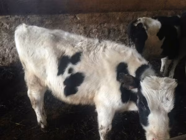 Bull, Russian Black pied cattle