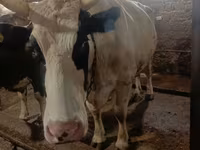 گاو ماده, Simmental cattle — عکس 1