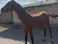 Kůň, Horse breed — foto 5