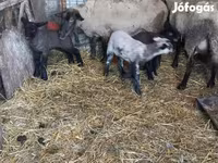 Хонь, White Suffolk sheep — 2 зураг