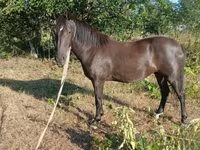 Hoppe, Nonius horse — foto 3