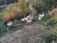Chickens — foto 2