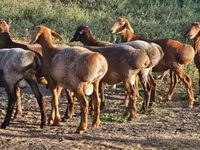 قوچ, Hissar sheep — عکس 1