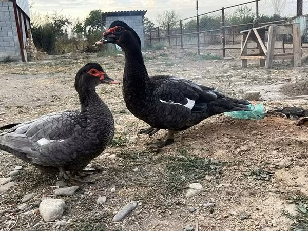 Domestic Muscovy