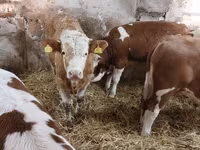 Bulle, Simmental cattle — Foto 5