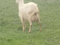 Ged, Saanen goat — foto 1