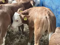 گاو و گوساله (گروه، جنسیت مشخص نشده), Russian Black pied cattle — عکس 8