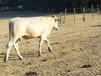 Boğa, Charolais cattle — foto 8