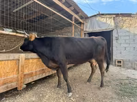 ላም, Cattle — ፎቶ 3
