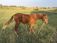 Cavallo, Cavalli — foto 3