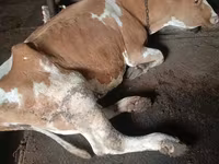 암소, Simmental cattle — 사진 4