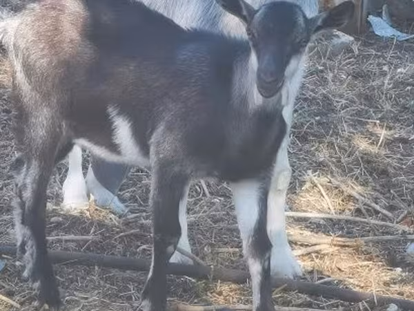Ziegenbock, Ziegen