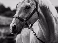 Horse (M), Quarter Horse — photo 6