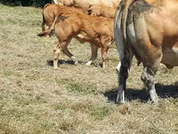 Sapi, Cast cow — foto 4