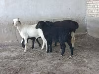 Koç, Koyunlar — foto 2