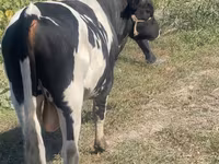 Lembu jantan, Russian Black pied cattle — foto 1