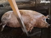 Babi betina, Дюрок — foto 2
