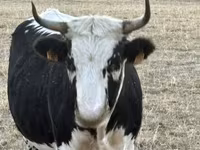 گاو ماده, گاو کستای — عکس 4