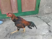 Chickens — снимка 4