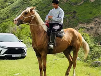 ცხენი, ცხენები — ფოტო 1