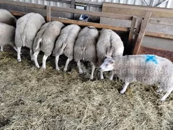 قوچ, Beltex sheep